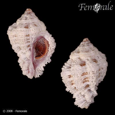 Murichorda fiscellum