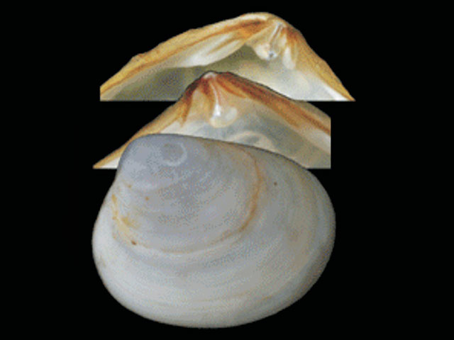 Mysella charcoti