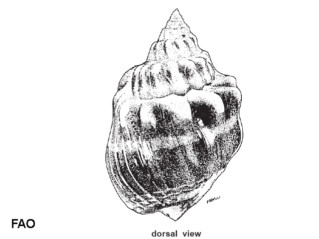 Nassarius arcularia