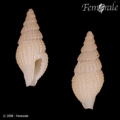Nassarina bushiae