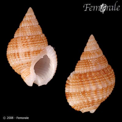 Nassarius catallus