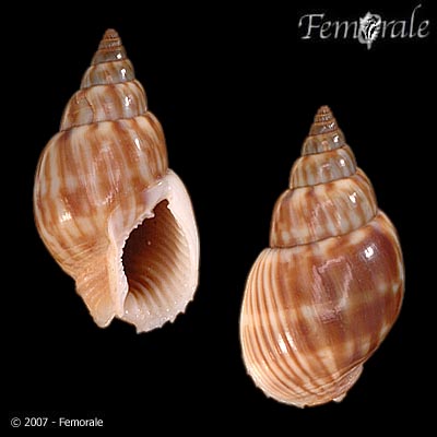 Nassarius comptus