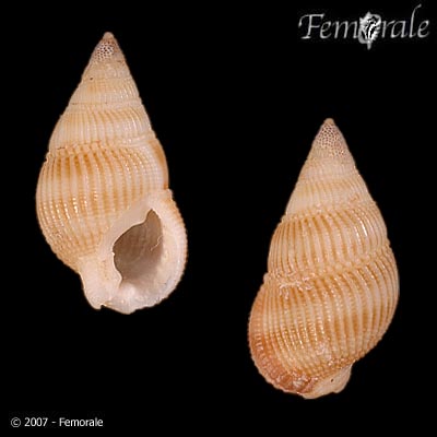 Nassarius concinnus