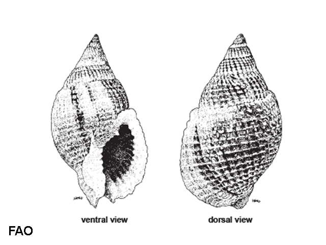 Nassarius crematus