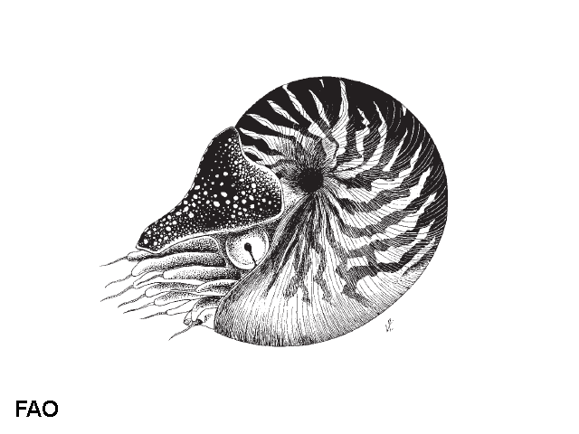 Nautilus macromphalus