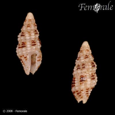 Nassarina monilifera