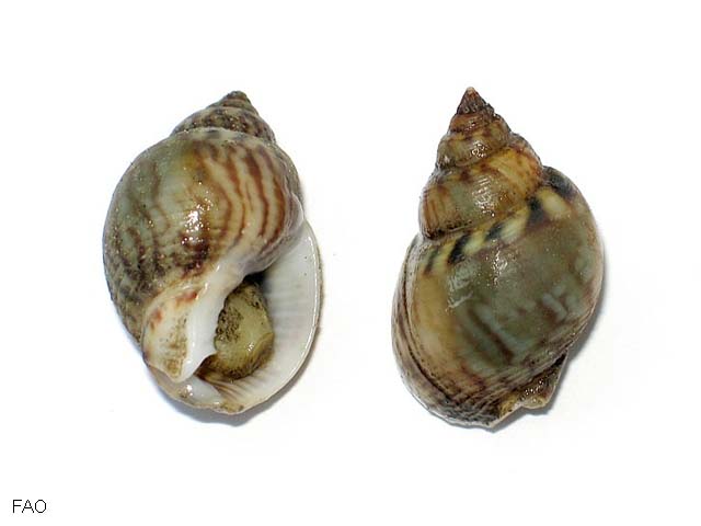 Tritia mutabilis