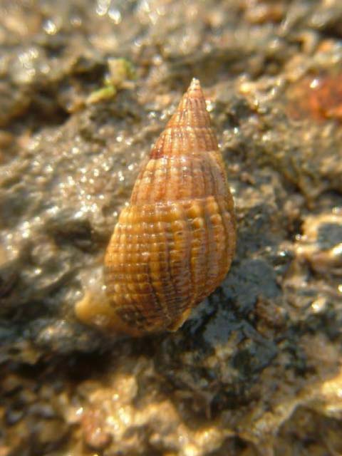 Nassarius reticulatus