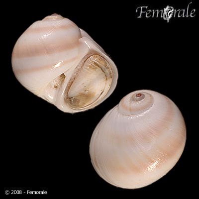Natica vitellus