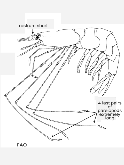 Nematocarcinus africanus