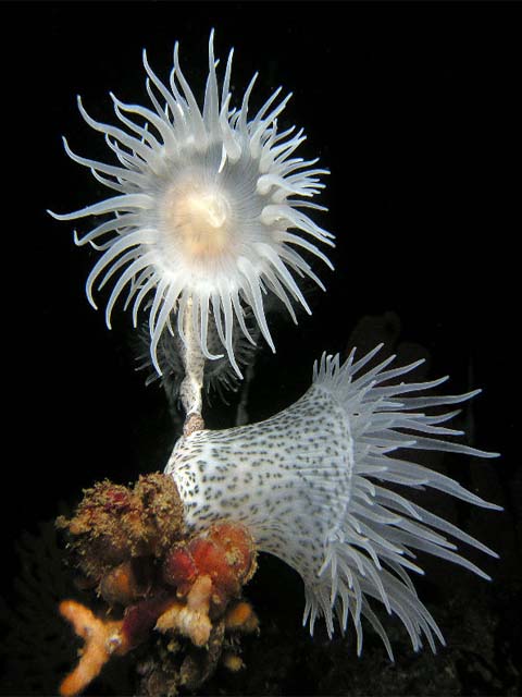 Nemanthus annamensis