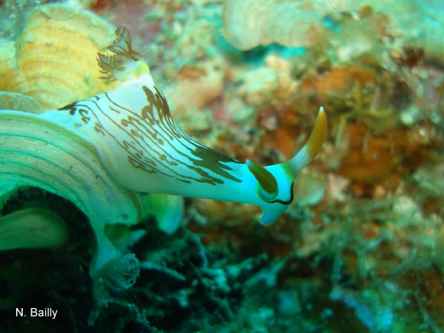 Nembrotha lineolata