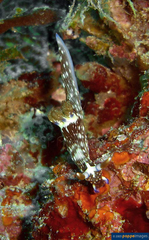 Nembrotha livingstonei