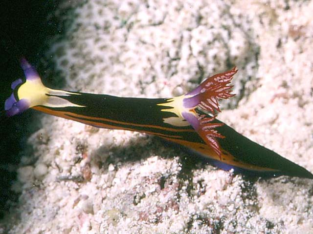 Nembrotha megalocera