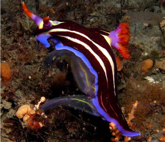 Nembrotha rutilans