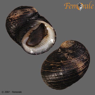 Nerita senegalensis