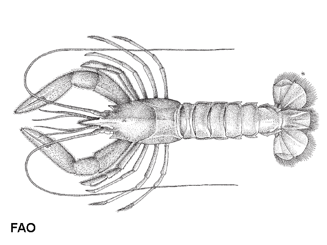 Nephropsis stewarti