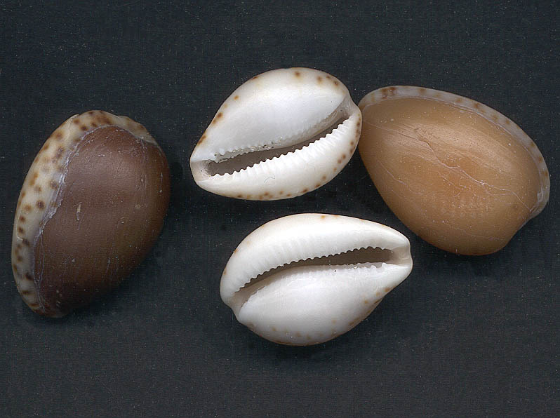 Cypraea angustata