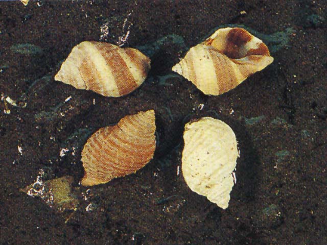 Nucella lapillus