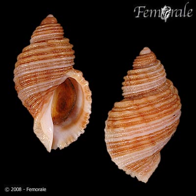 Nucella lima