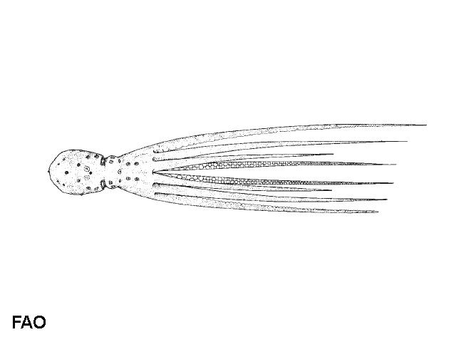 Abdopus aculeatus