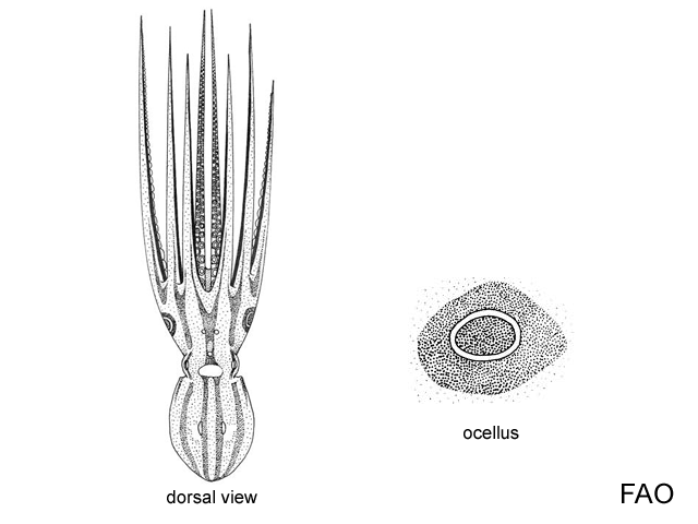 Amphioctopus fangsiao