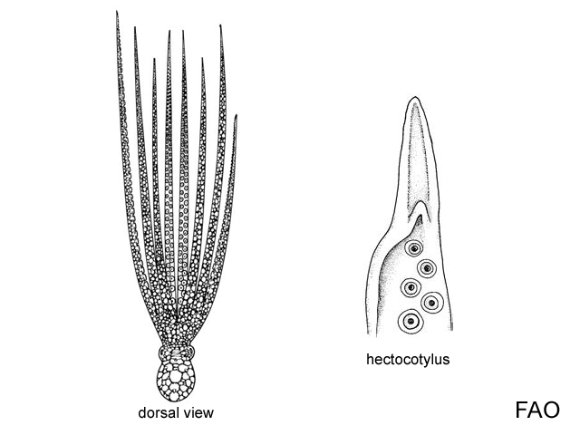 Abdopus horridus