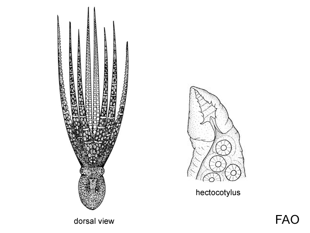 Octopus hubbsorum