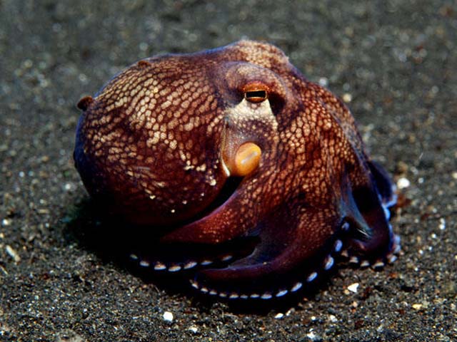 Amphioctopus marginatus