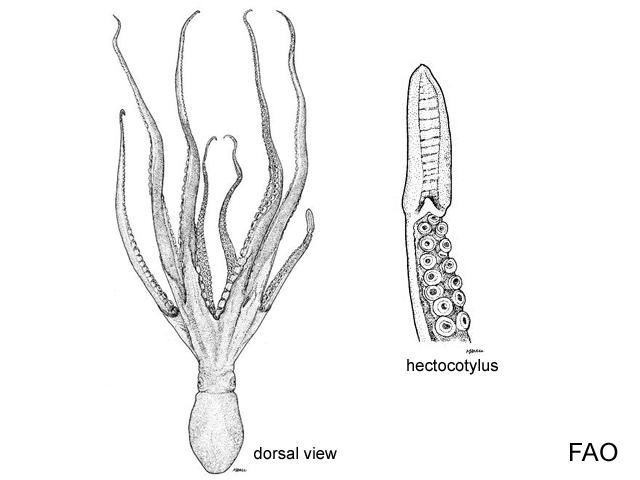 Octopus minor
