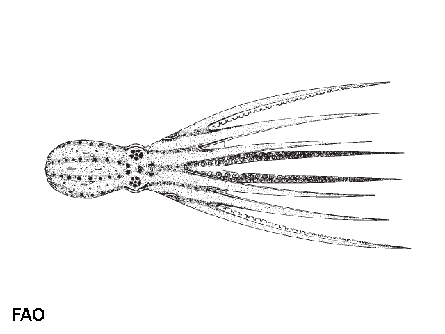 Amphioctopus mototi