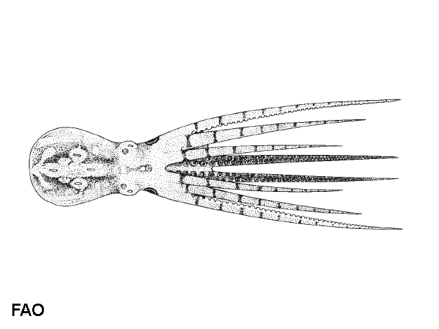 Amphioctopus polyzenia