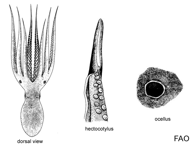 Amphioctopus rex