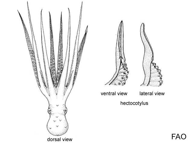 Octopus rubescens