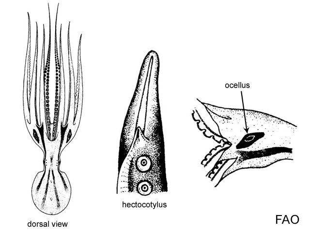 Amphioctopus siamensis