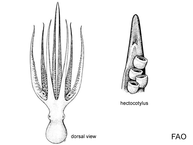 Octopus tehuelchus