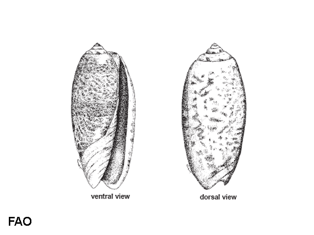 Oliva tricolor