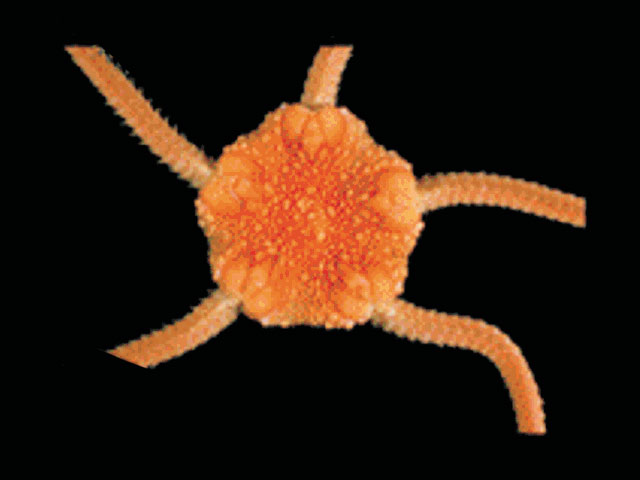 Ophiuroglypha carinifera