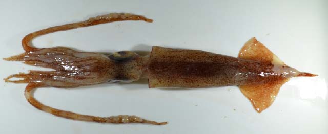 Ornithoteuthis volatilis