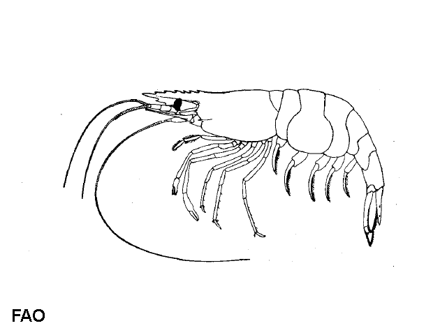 Palaemonetes antennarius