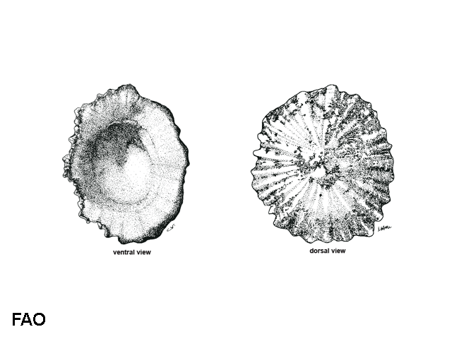 Scutellastra flexuosa