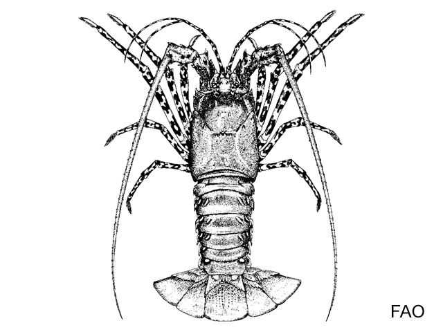 Panulirus ornatus