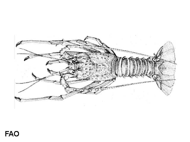 Panulirus regius