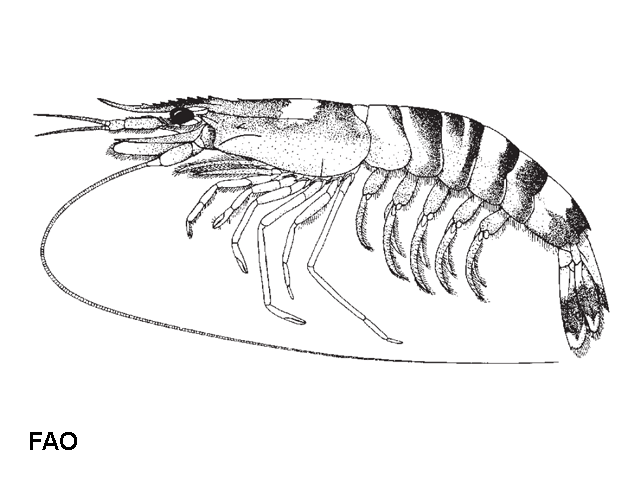 Mierspenaeopsis sculptilis