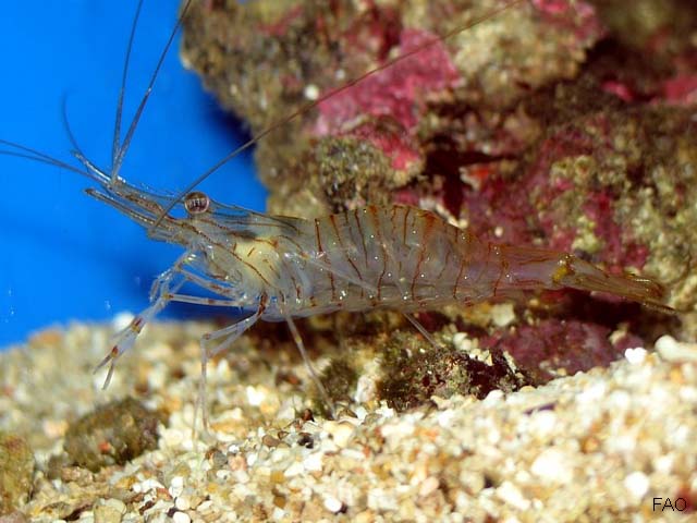 Palaemon serratus