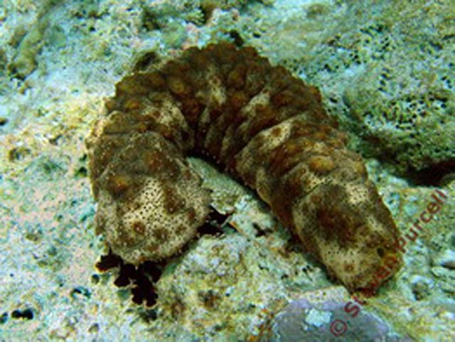 Pearsonothuria graeffei