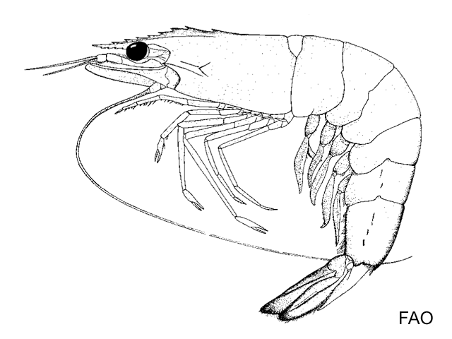 Penaeus indicus