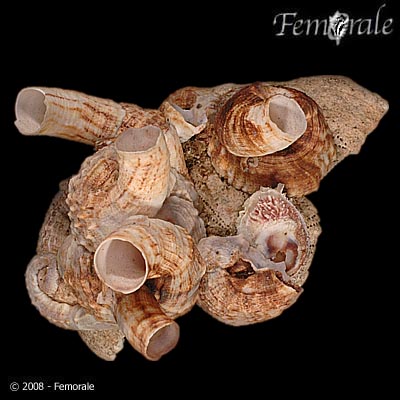 Petaloconchus keenae