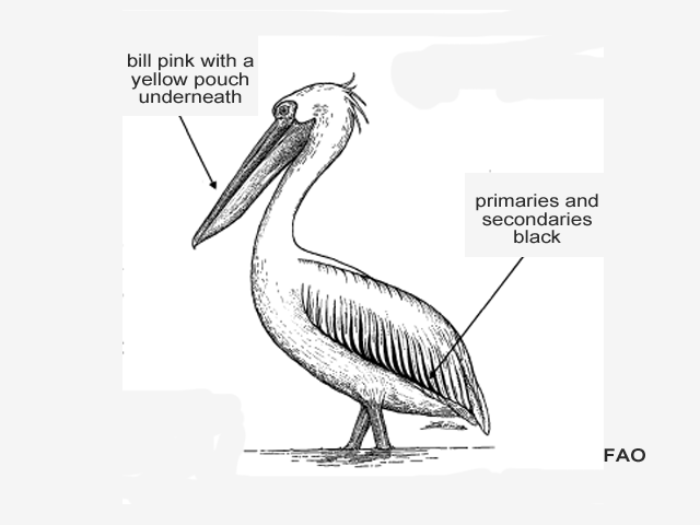 Pelecanus onocrotalus