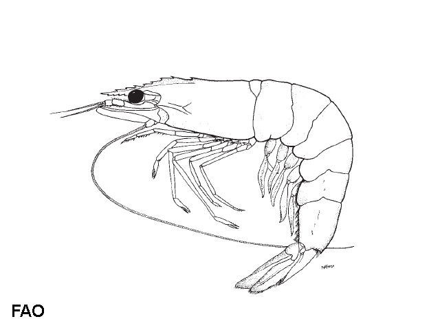 Penaeus penicillatus